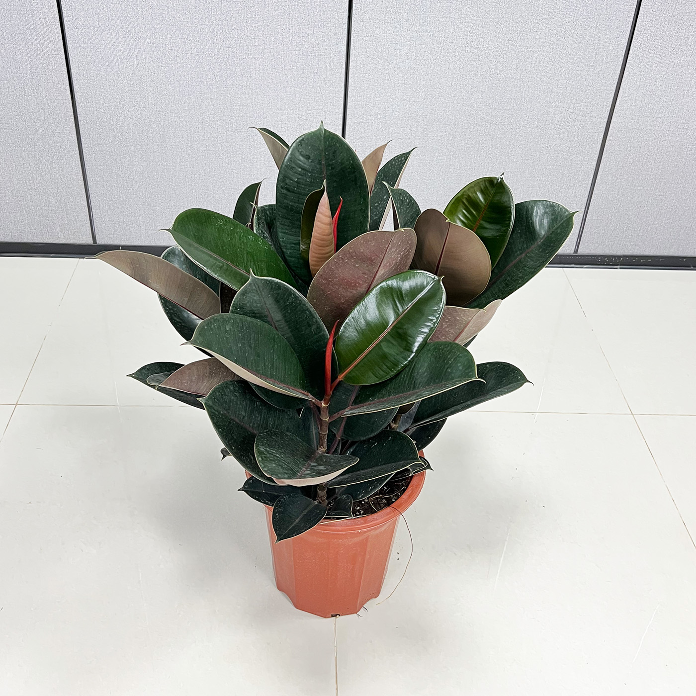 四季常青不落叶黑金刚橡皮树大苗盆栽室内绿植租摆好养绿化植物花