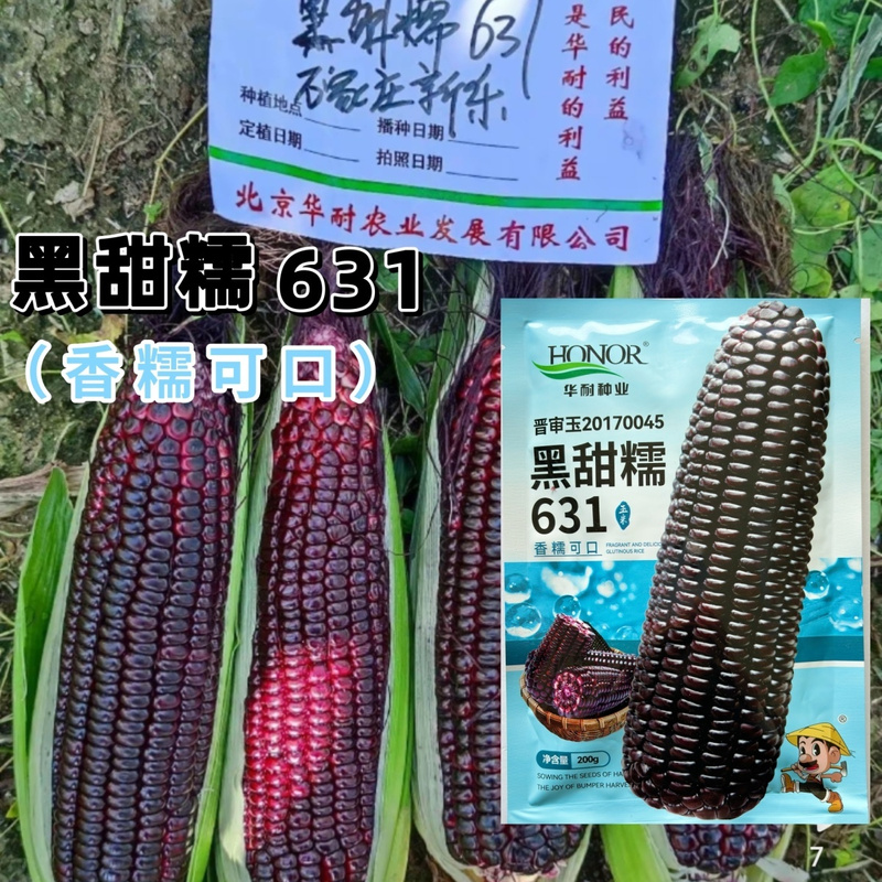 北京华耐黑甜糯631甜加糯玉米穗轴籽粒黑色黑糯甜加糯玉米种子