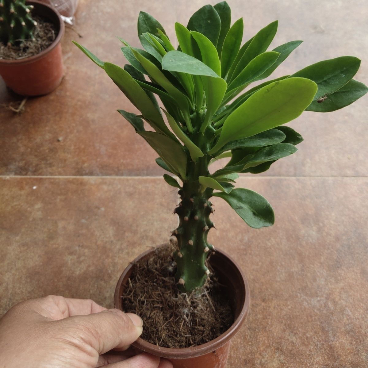 仙人掌多肉植物霸王鞭龙骨防辐射吸甲醛客厅室内阳台花卉大型盆栽