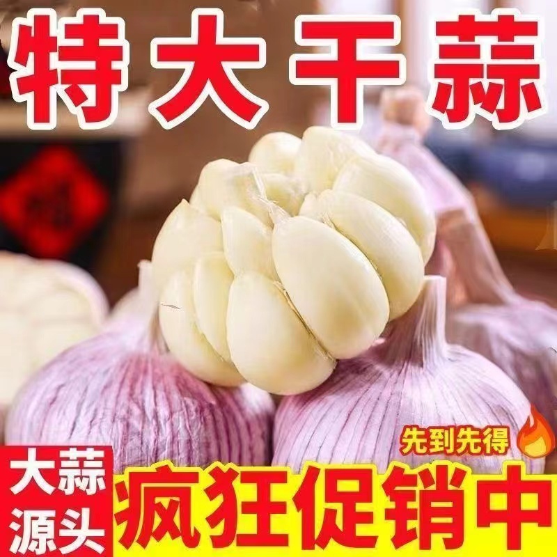 正宗紫皮大瓣蒜干蒜辛辣十足个大饱满