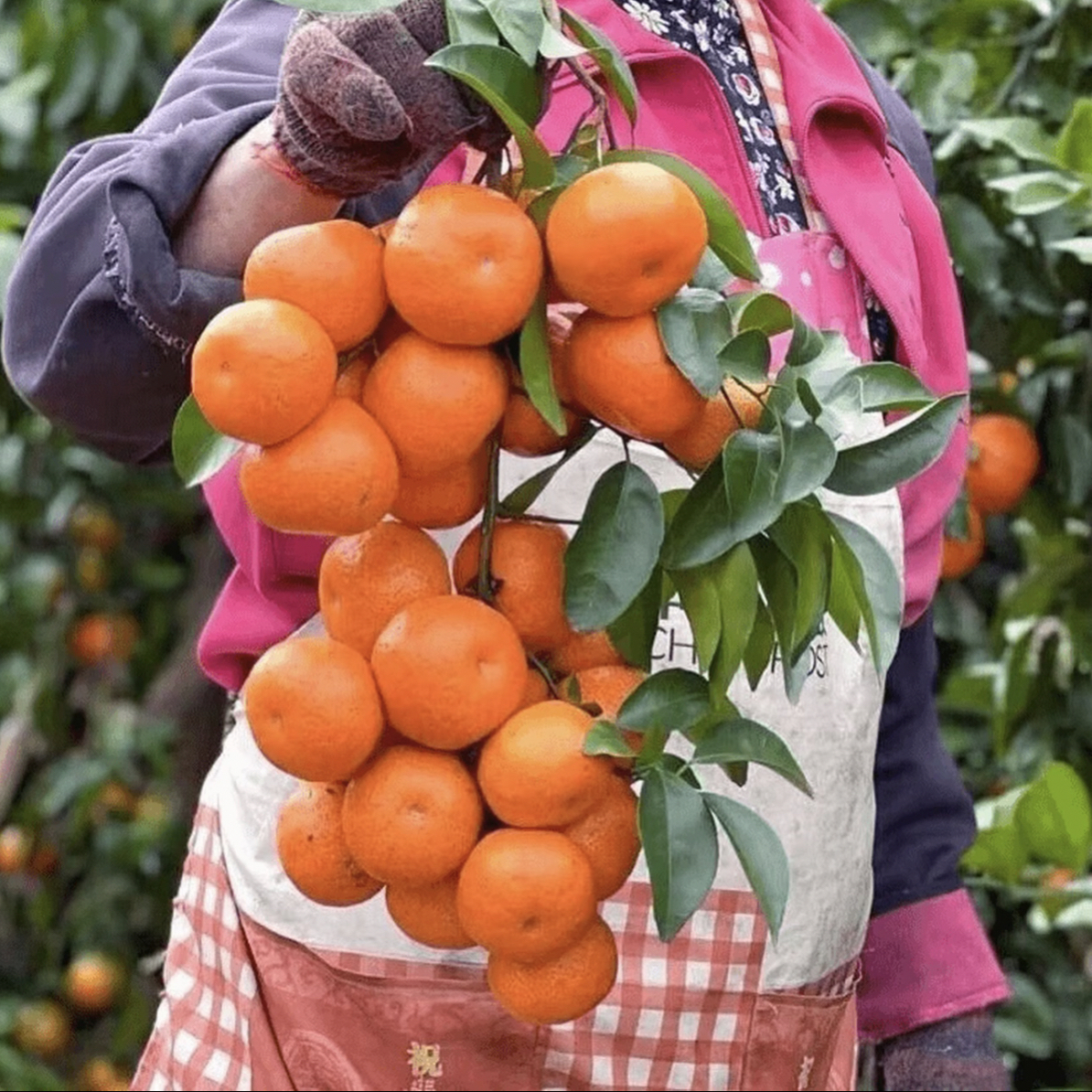 无核沃柑树苗盆栽柑橘苗南北方种地栽果树无籽沃柑嫁接苗当年结果
