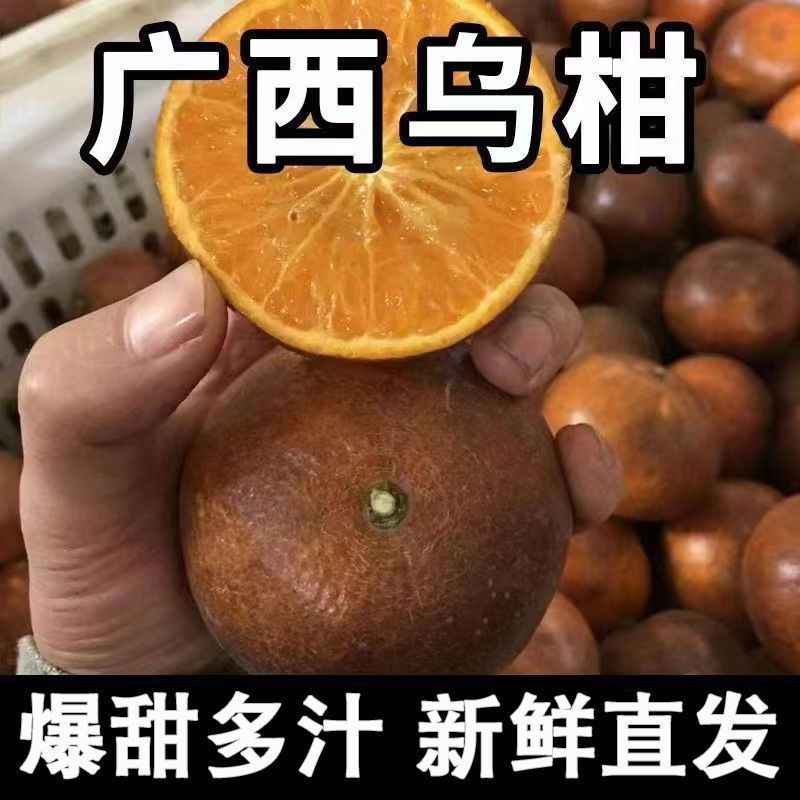广西武鸣乌柑 新鲜现摘丑沃柑 非洲黑柑当季整箱皮多汁皮薄5/9斤