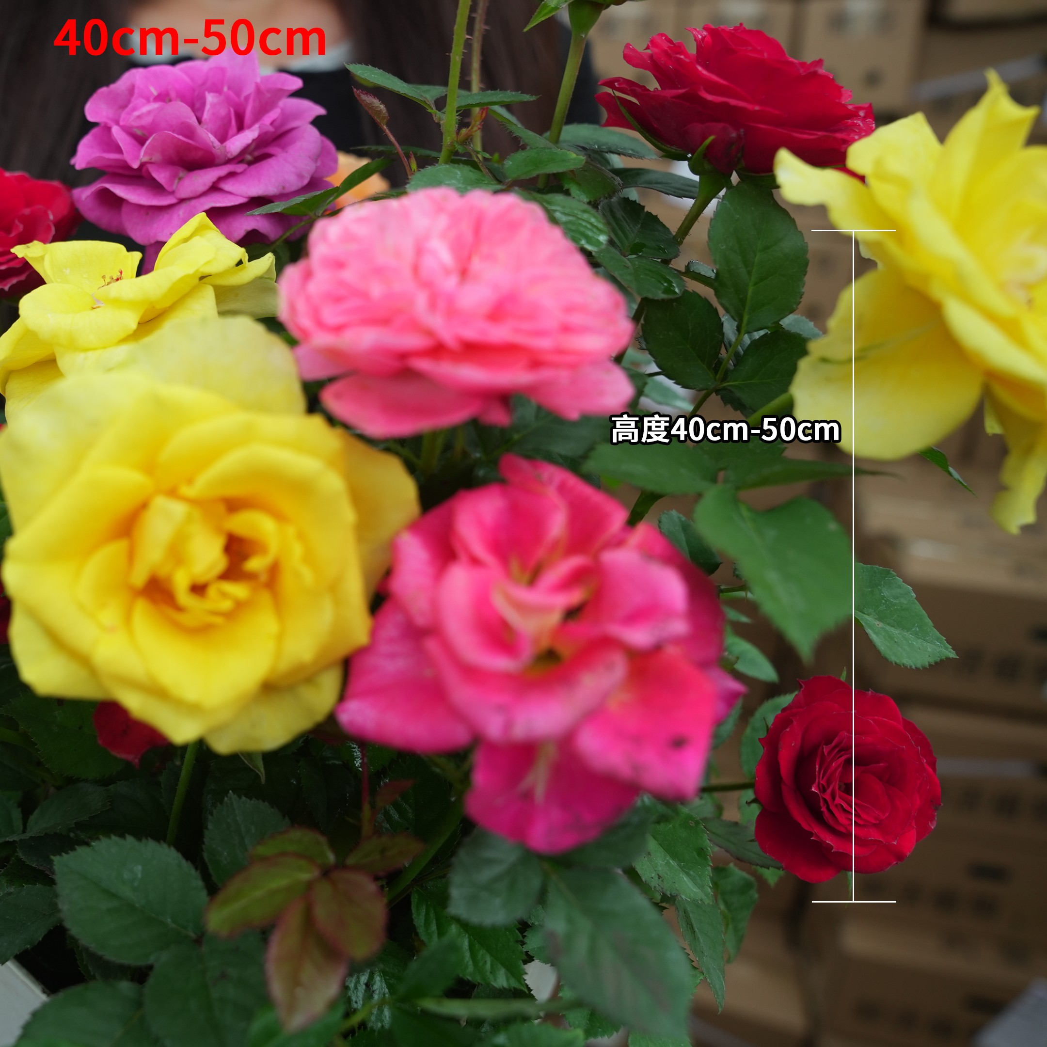 混色月季花苗四季开花带花苞原盆原土适合阳台庭院种植