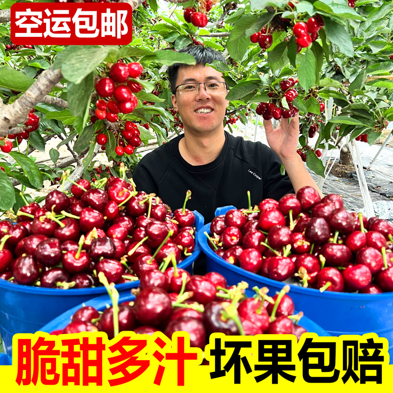【顺丰冷链-美早】山东露天大樱桃酸甜新鲜水果包邮dy