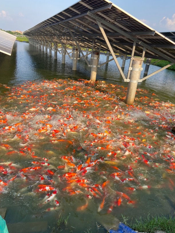 12-14公分发3条新手级别锦鲤包邮活体小中型好养耐活高档观赏鱼