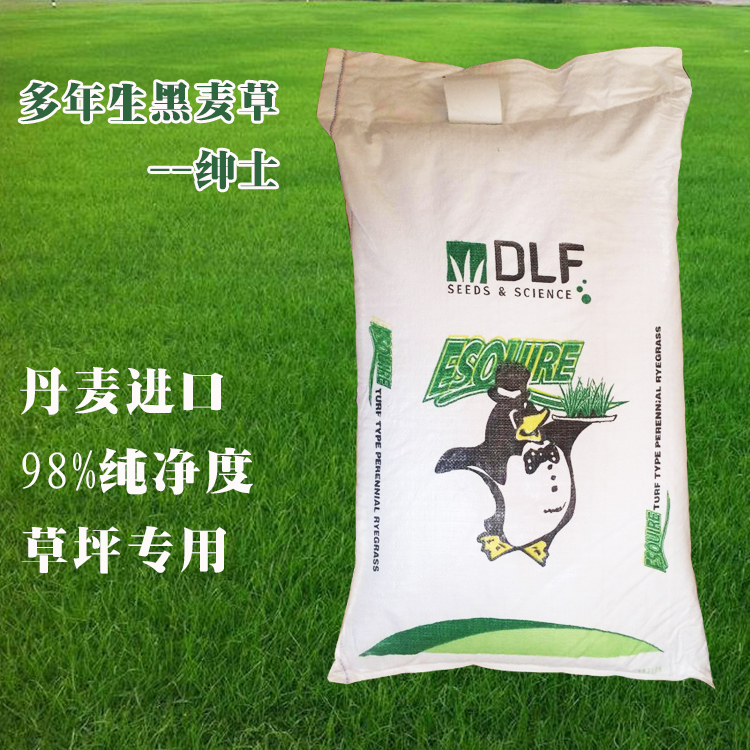 草坪草籽固土绿化多年生黑麦草丹麦绅士耐踏高速路边坡草种子复绿