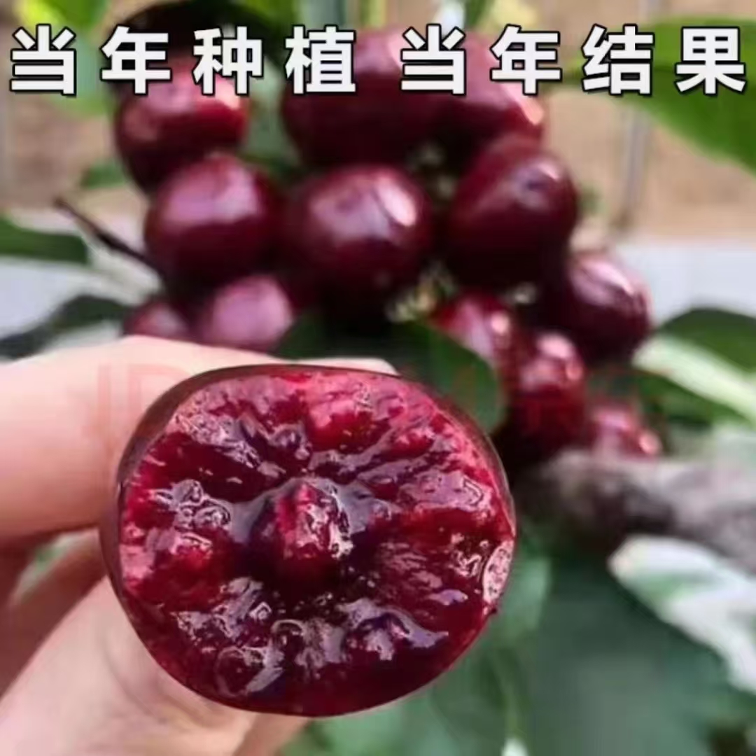 【现起现发】嫁接车厘子树苗 南北方盆栽地栽种植当年结果