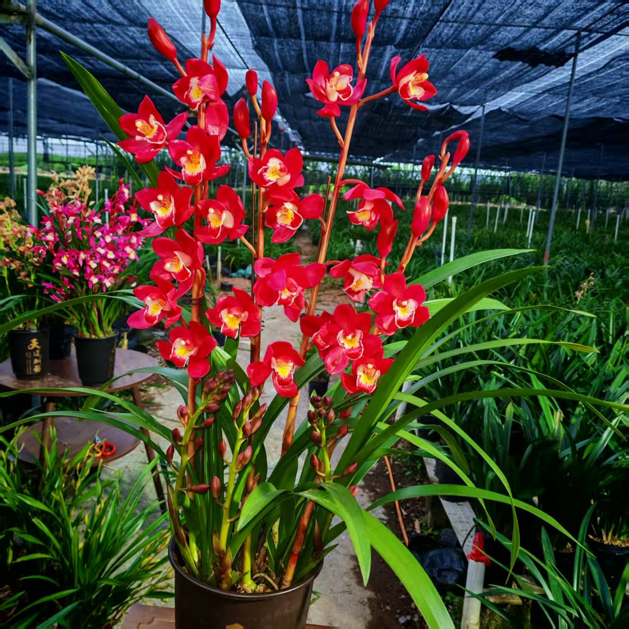 3-5支花剑【红宝石】浓香好养室内阳台兰花绿植盆栽带花剑基地直销