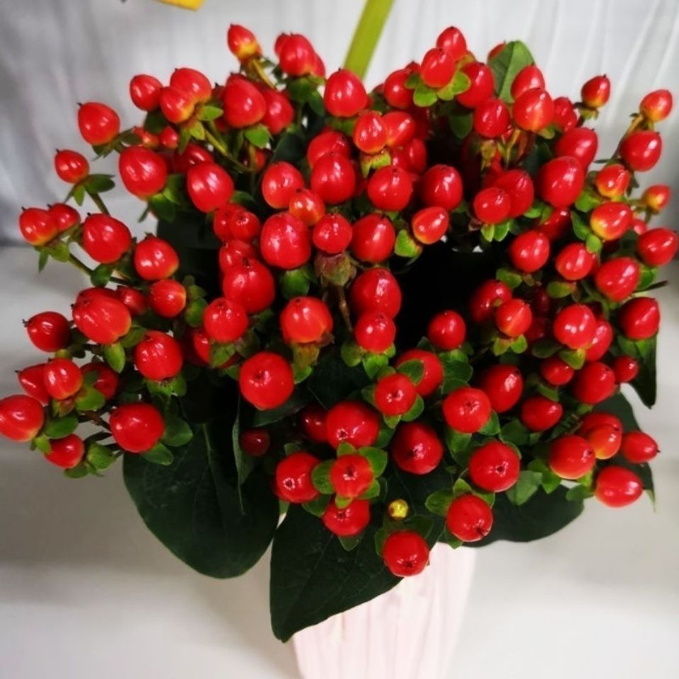 【相思红豆 一把】全场鲜花任意2单包邮