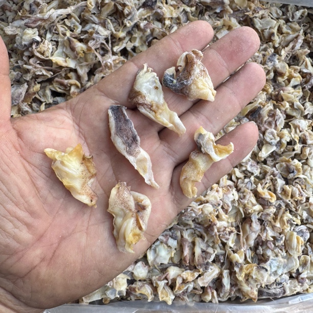 福建半咸水鱿鱼肉买三送一（切好的更方便）新鲜半咸水煲汤