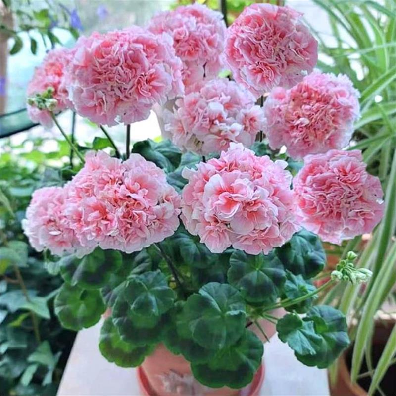 重瓣天竺葵盆栽花苗大花四季开花不断洋绣球苗室内阳台好养的花卉