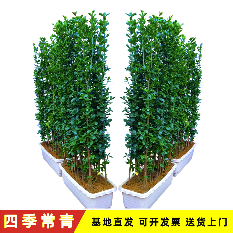 四季常青绿篱北海道黄杨冬青树苗篱笆墙围墙别墅庭院