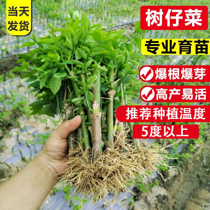 树仔菜菜苗潮汕树菜天绿香苗守宫木苗益肝菜野菜苗海南五指山菜苗