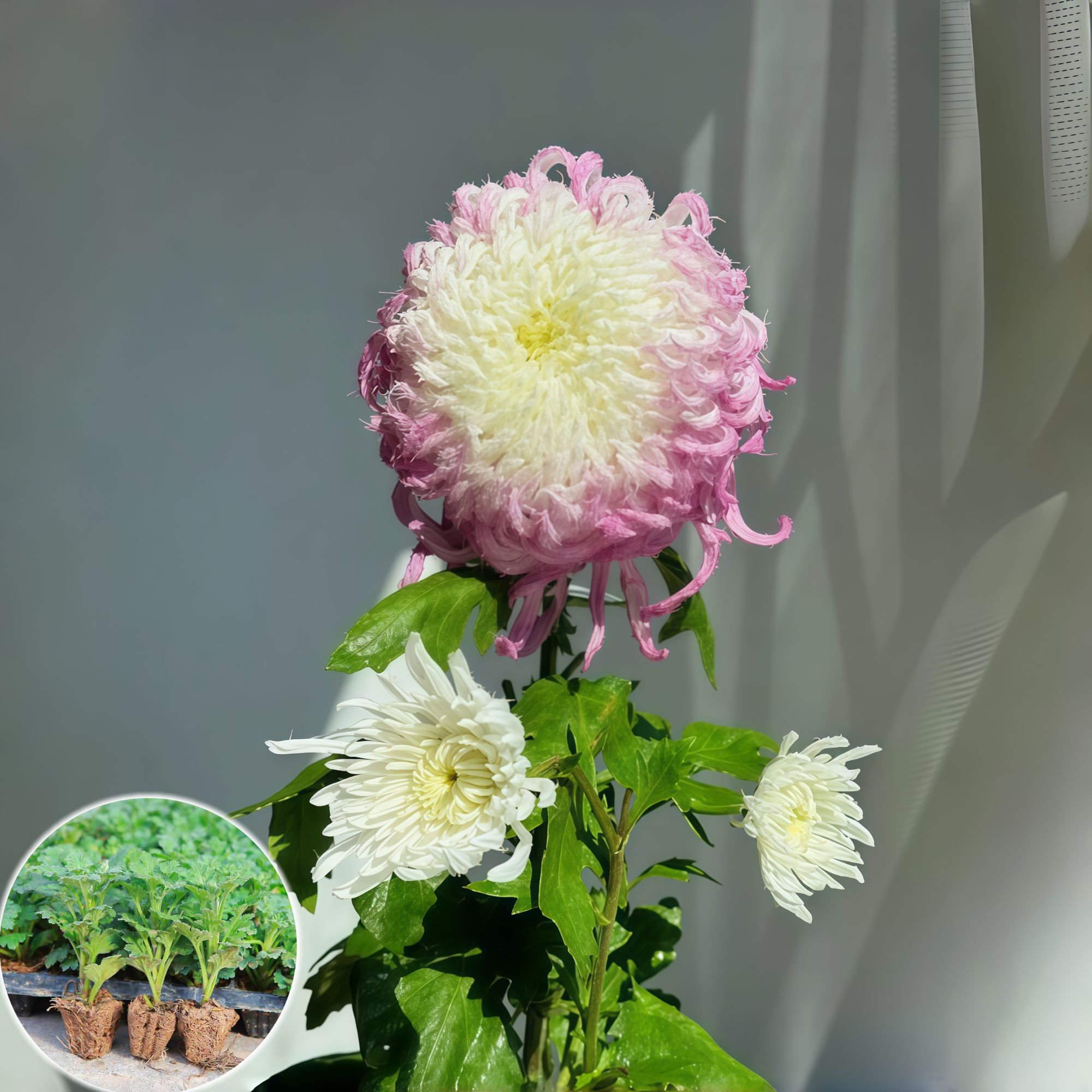 【鹅毛粉黛】菊花苗新鲜绿植花卉扦插苗超大花苗优质带原土室内懒人