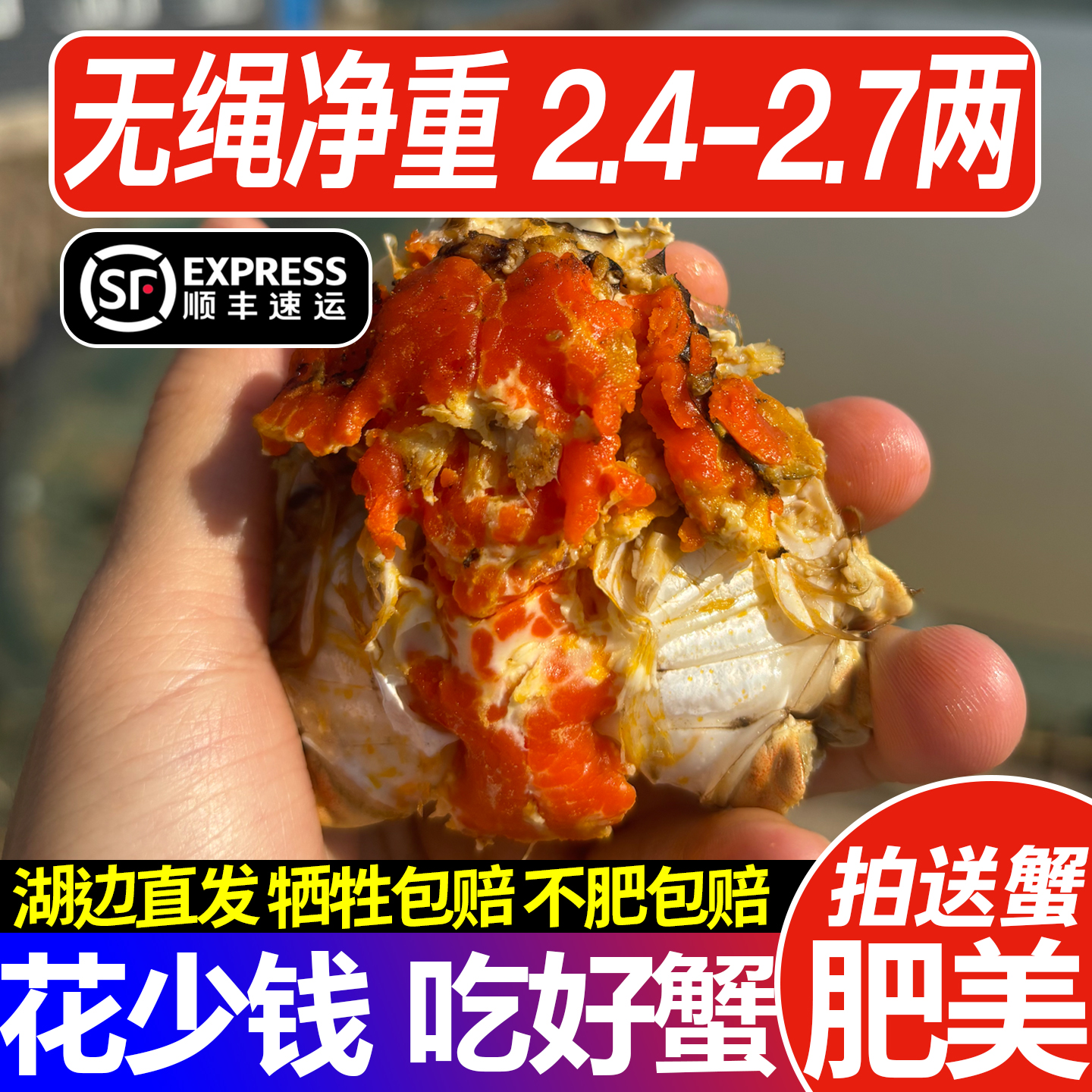 【活蟹】全母蟹2.4-2.7两8只送2只硬黄肉多到手10只装江苏大闸蟹