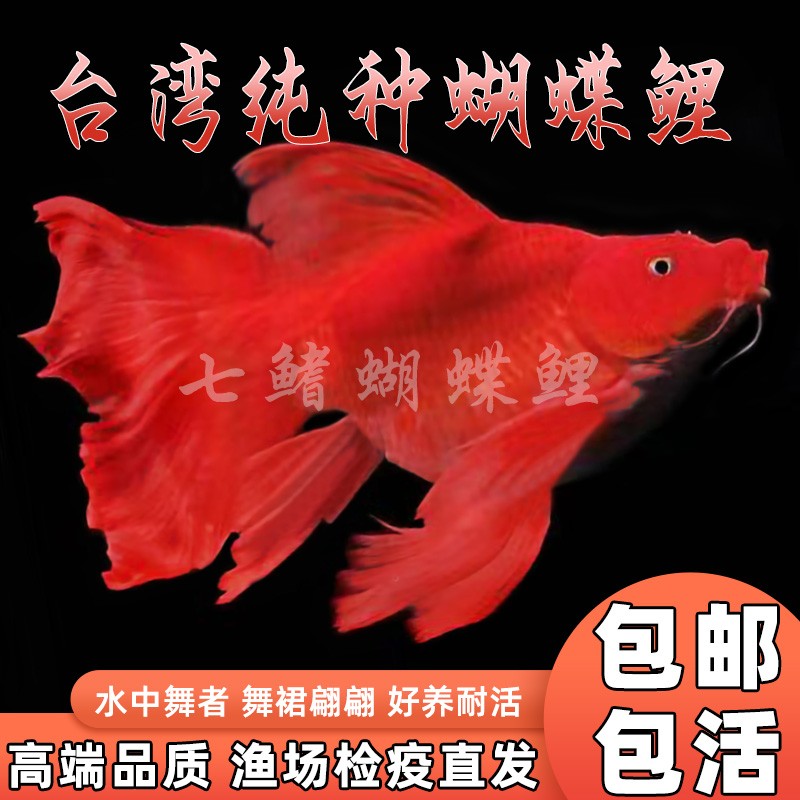 台湾狮子头蝴蝶鲤纯种石膏白短身球体耐寒冷水观赏鱼淡水锦鲤鱼苗