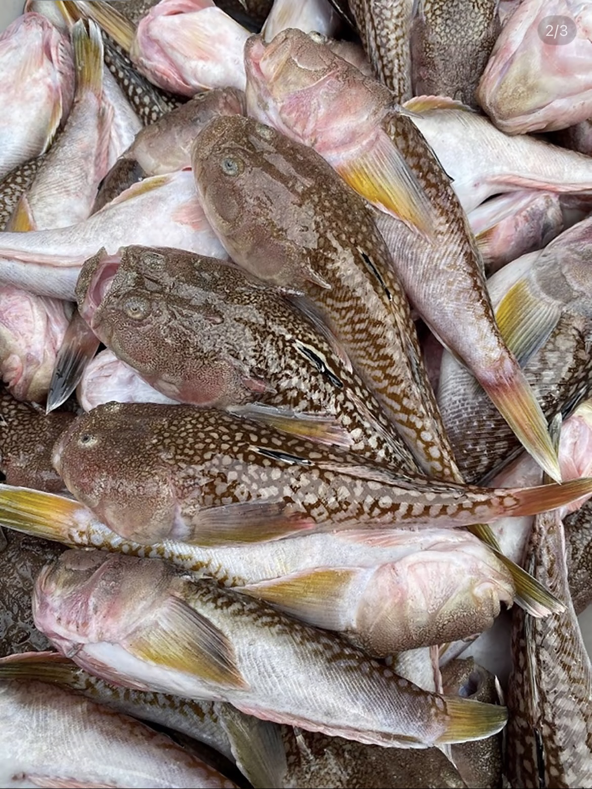 广东惠来神泉本港煲汤就用卢豚乖（大头丁）奶白色的汤汁回味无穷。