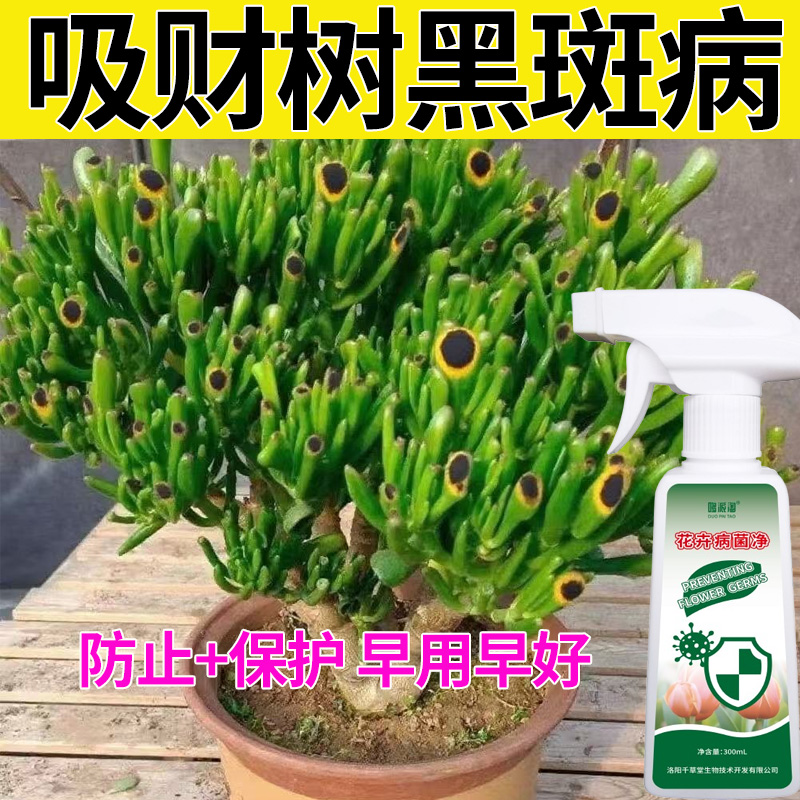 【吸财树黑斑病】吸财树叶片黑斑点专用营养液多肉黑硬黑尖黑焦落叶