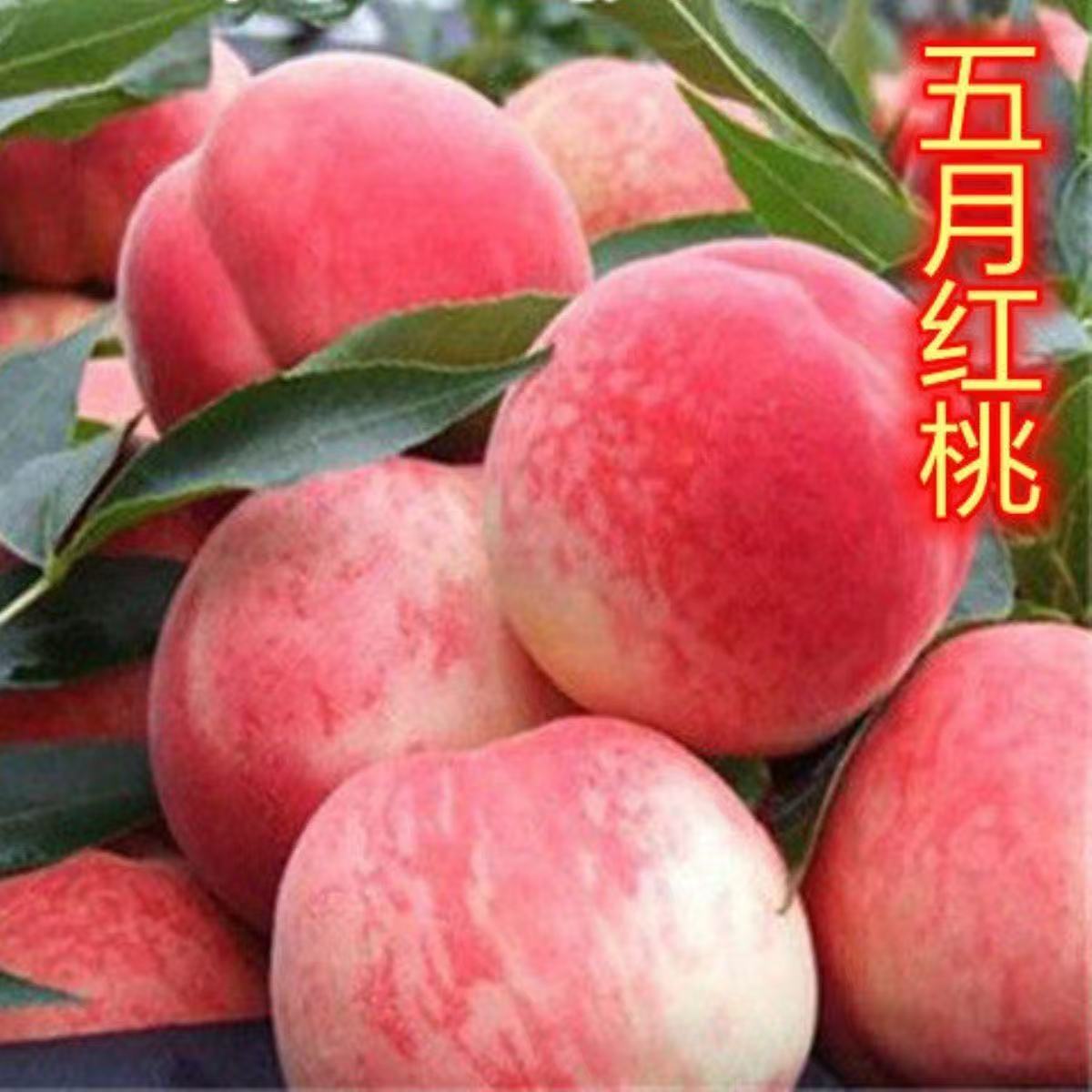 嫁接突围五月红桃树苗大果耐寒盆栽地栽南北方种植水蜜桃当年结果