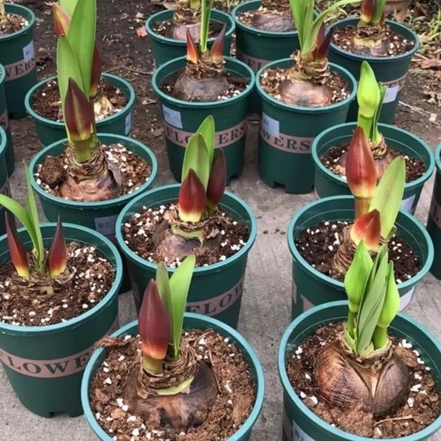 【荷兰进口】朱顶红种球重瓣荷兰进口植物好养活超大花浓香四季开花