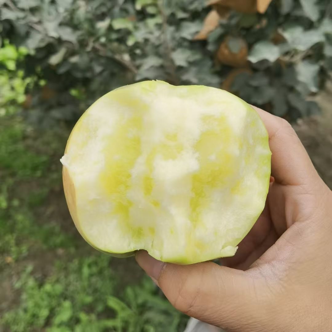 【产地直发】新疆王林苹果新鲜水果阿克苏苹果青森雀斑王林丑苹果