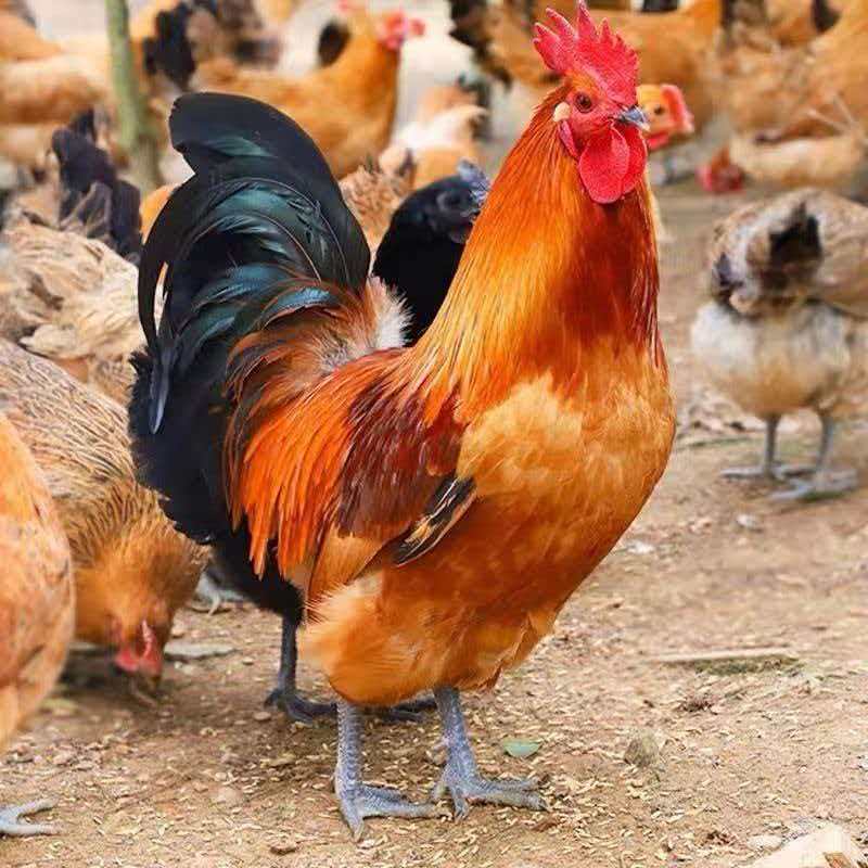 【千呈己味】两只农家散养黑脚鸡整鸡白条鸡【不带内脏】