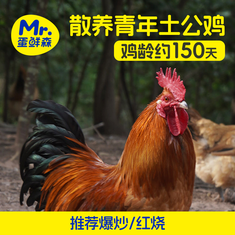 蛋鲜森蛋鲜森散养青年土公鸡新鲜宰杀肉质紧实