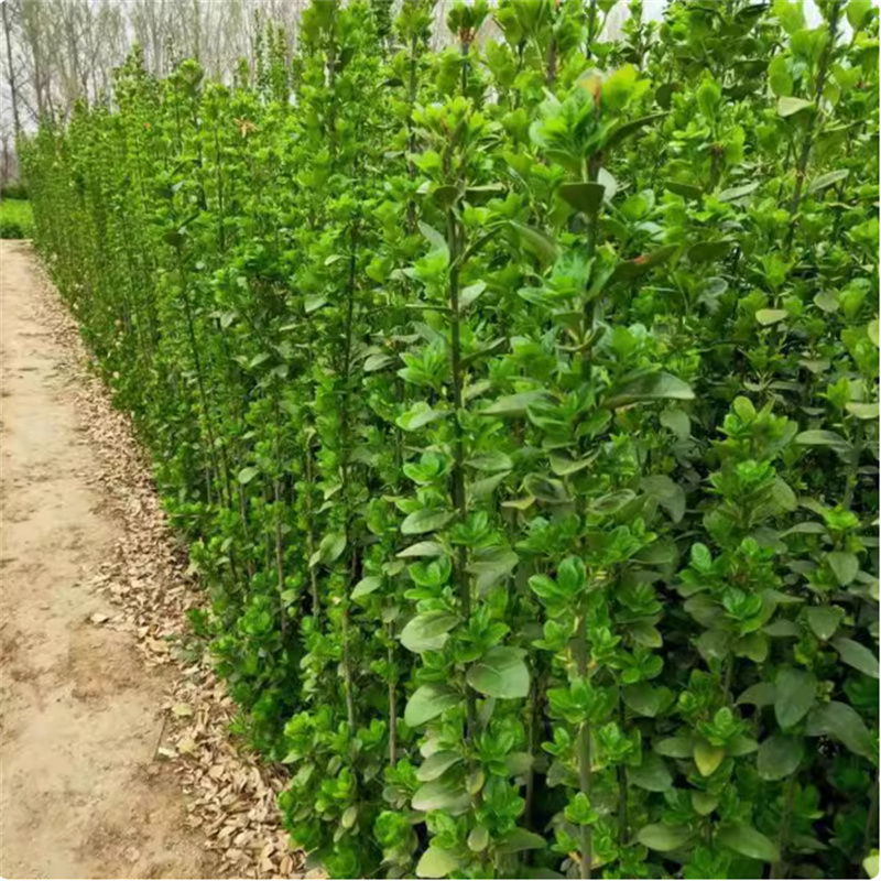 冬青树苗四季常青绿化苗北海道黄杨直立法国冬青绿篱笆围墙绿植物