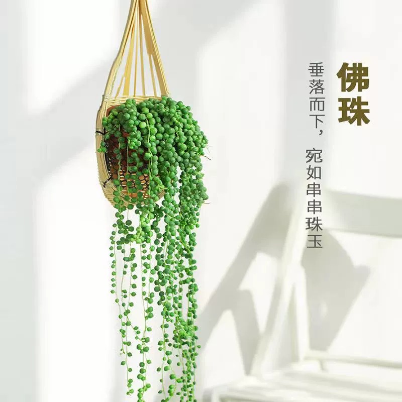 佛珠吊兰盆栽情人泪多肉植物爱之蔓长藤垂吊好养办公室内阳台绿植