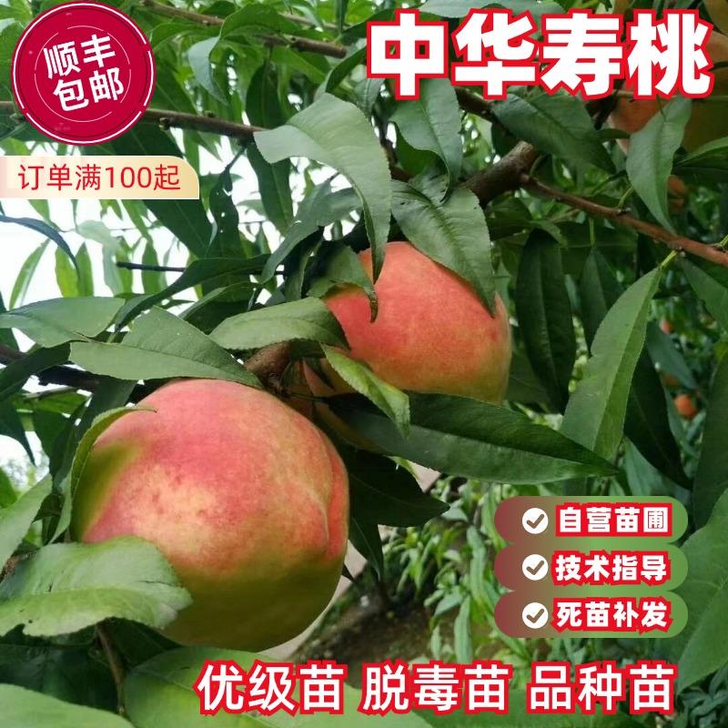 中华寿桃苗嫁接新品种大桃树苗早熟晚熟特大桃黄桃水蜜映霜红桃苗