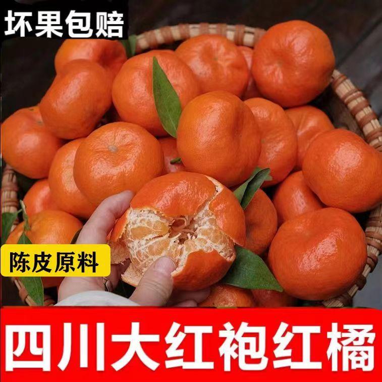 四川大红袍川红橘新鲜现摘水果川陈皮原料手剥柑橘桔子