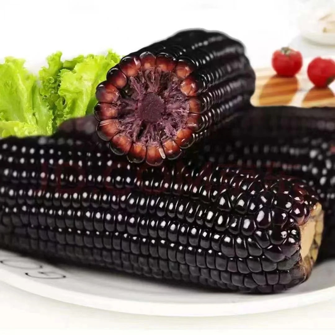 【试吃两支】黑糯玉米整箱6斤12支软糯香微甜真空锁鲜