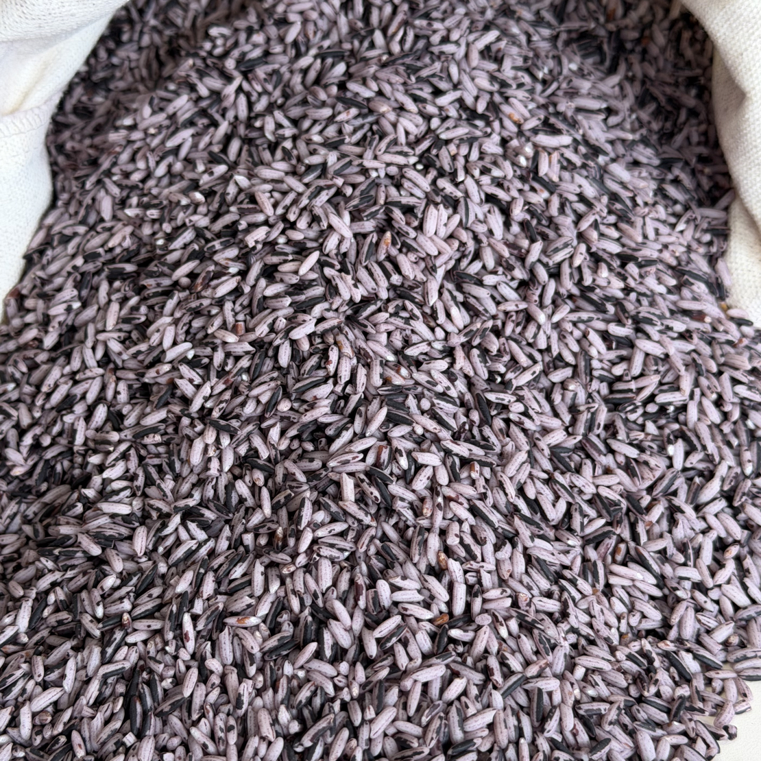 云南梯田农家老品种紫糯米紫米黑米黑糯米2025年新米正宗