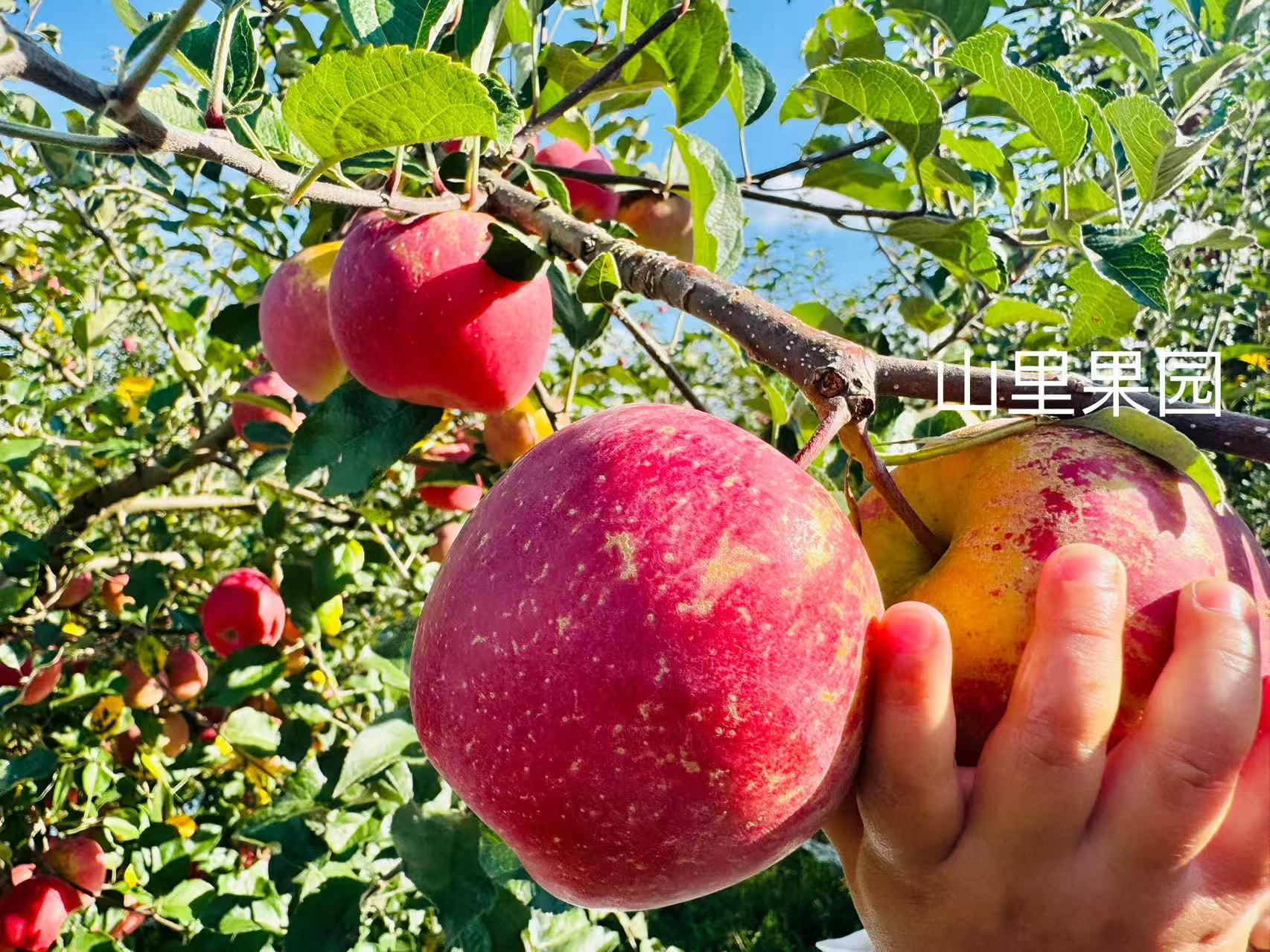 云南昭通新鲜冰糖心苹果现摘现发爽脆多汁