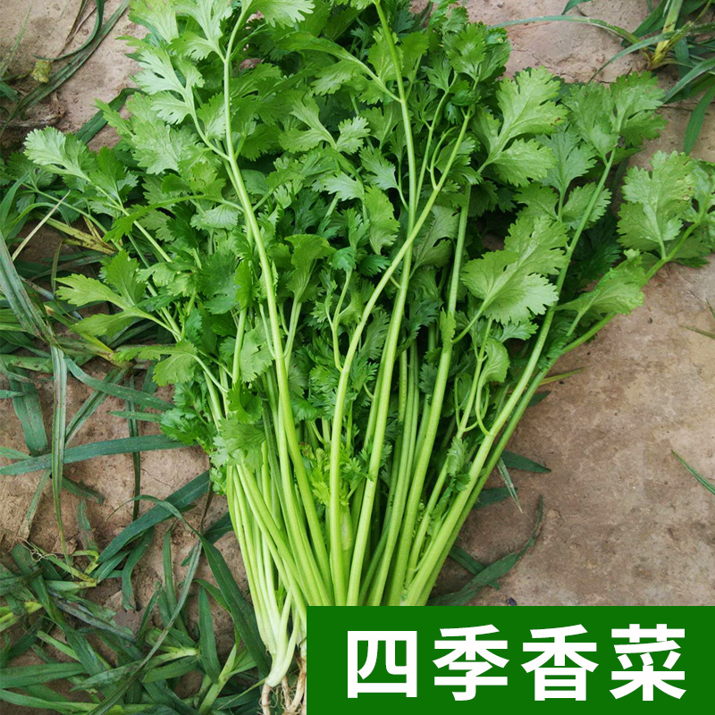香菜四季播老品种大叶香菜芫荽种子阳台庭院种植蔬菜种子