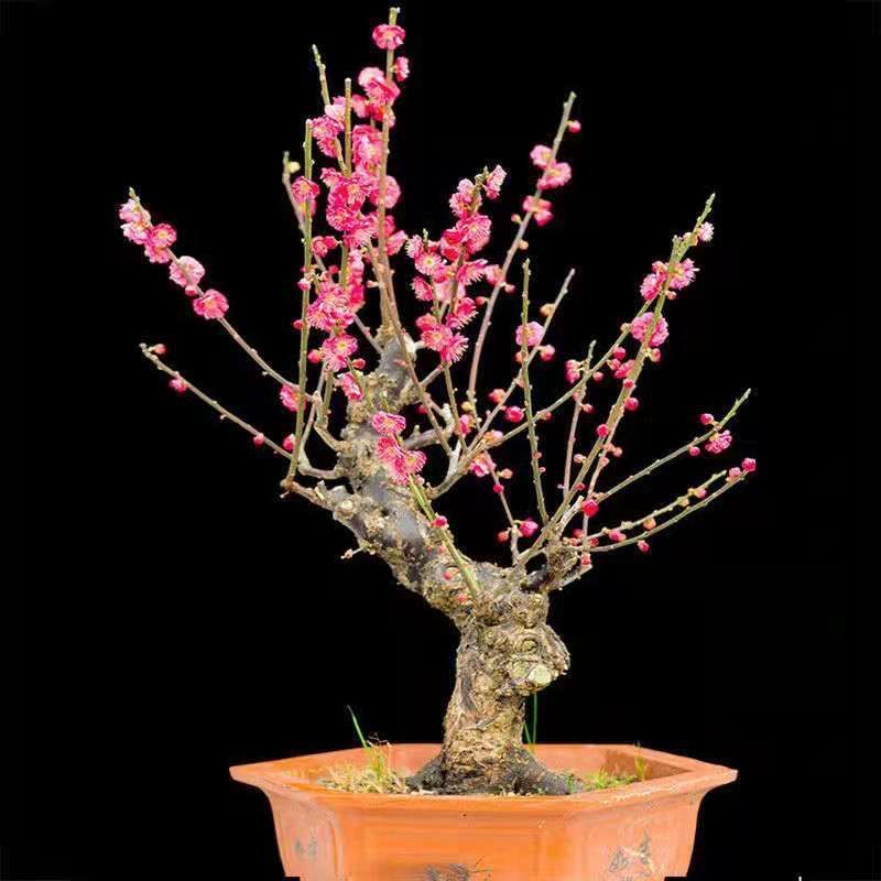梅花盆栽老桩红梅盆景造型花卉耐寒耐热梅花树苗朱砂红梅