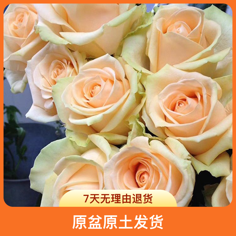 蜜桃雪山香槟色玫瑰精品一加仑月季原盆原土发货