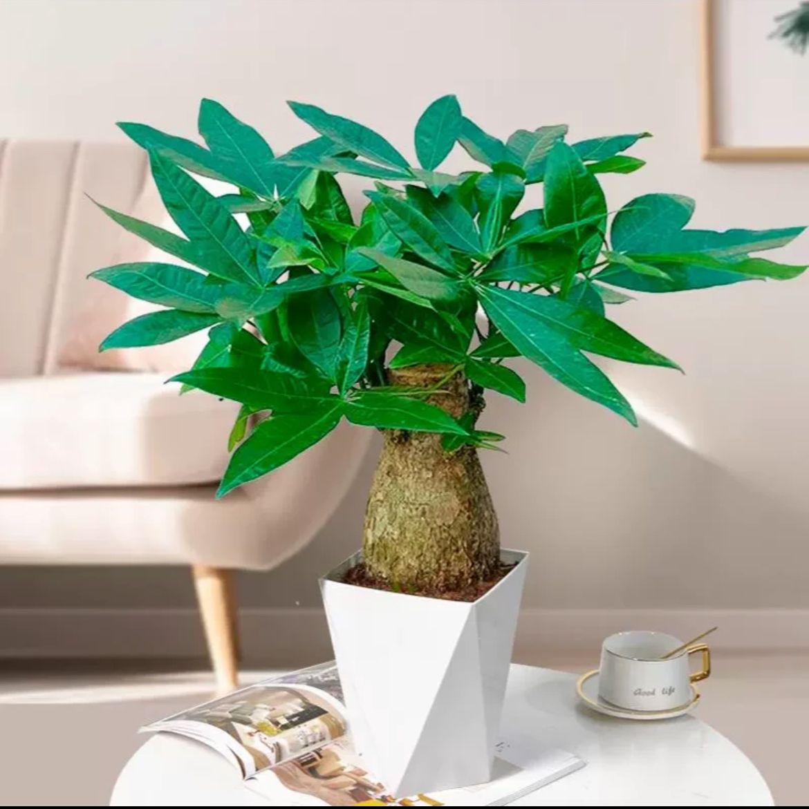 5年老桩发财树室内绿植种植大象腿八方发财树办公室盆栽基地1