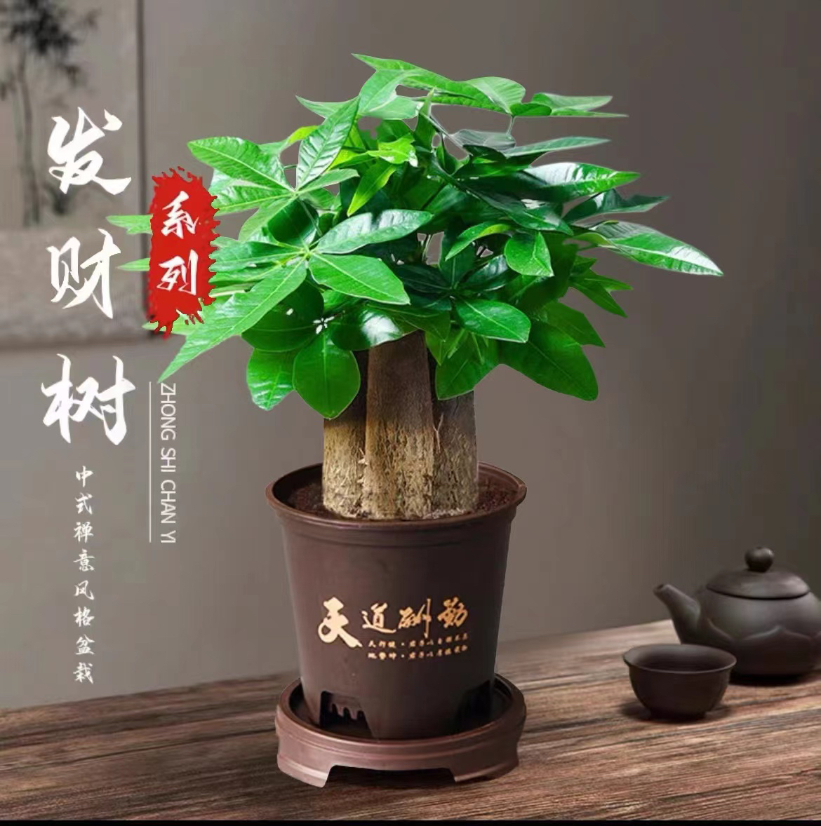 【三杆发财树】邓掌柜好养活发财树盆栽室内绿植花卉绿植盆栽室内