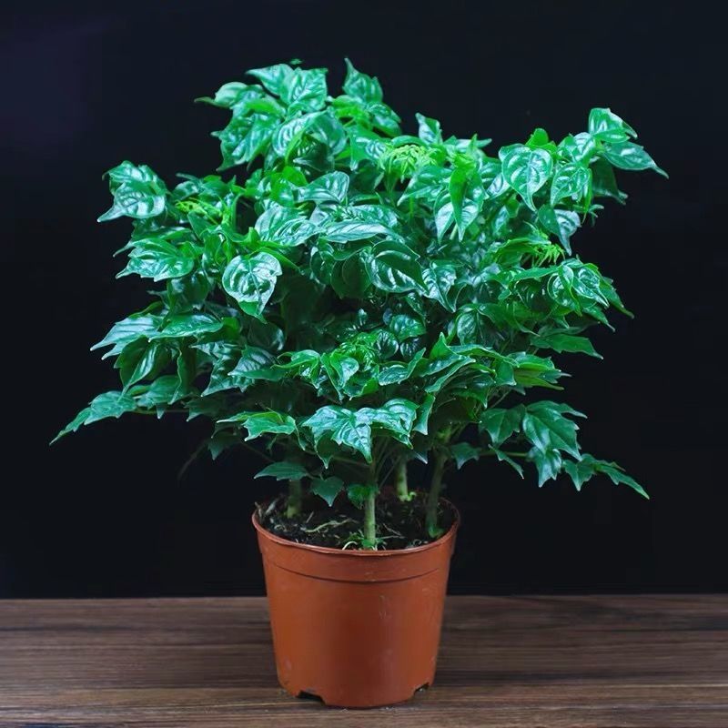幸福树平安树绿植花卉小盆栽室内客厅办公室四季常青植物净化空气