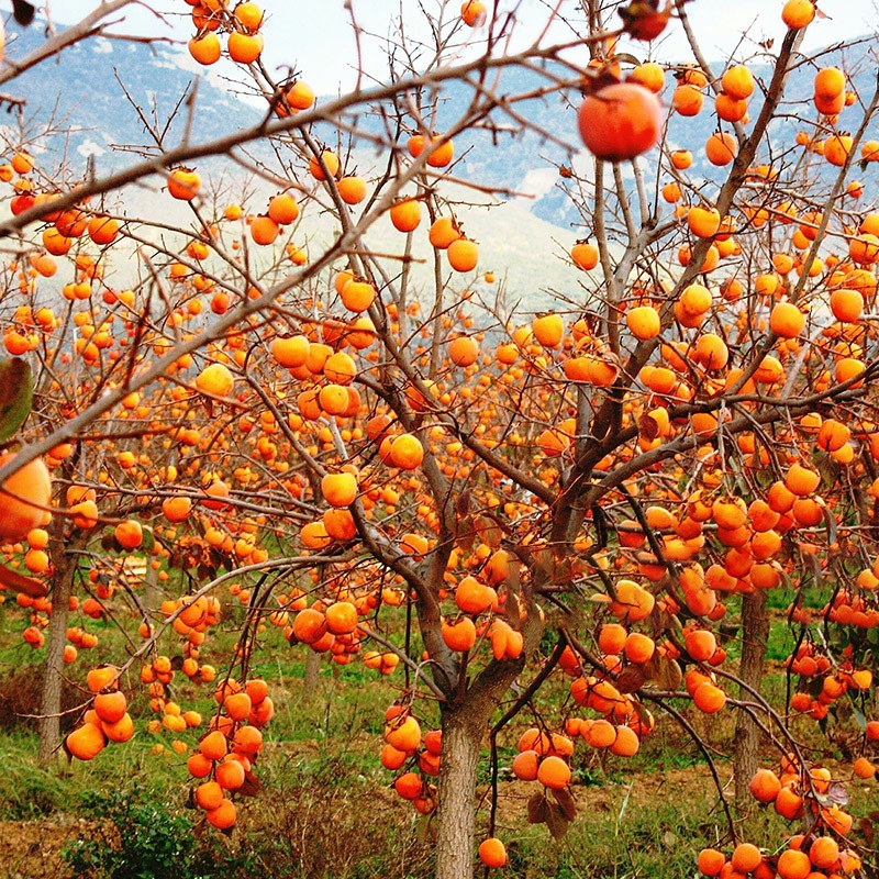 柿子苗树苗嫁接果树苗南北方种植地栽火晶柿脆甜柿子树苗当年结果