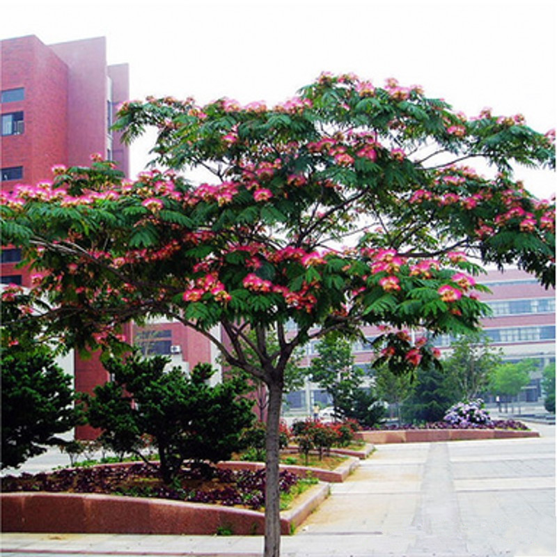 张晗合欢树苗合欢苗绒花树苗芙蓉花树苗庭院合欢花苗绿化工程树苗