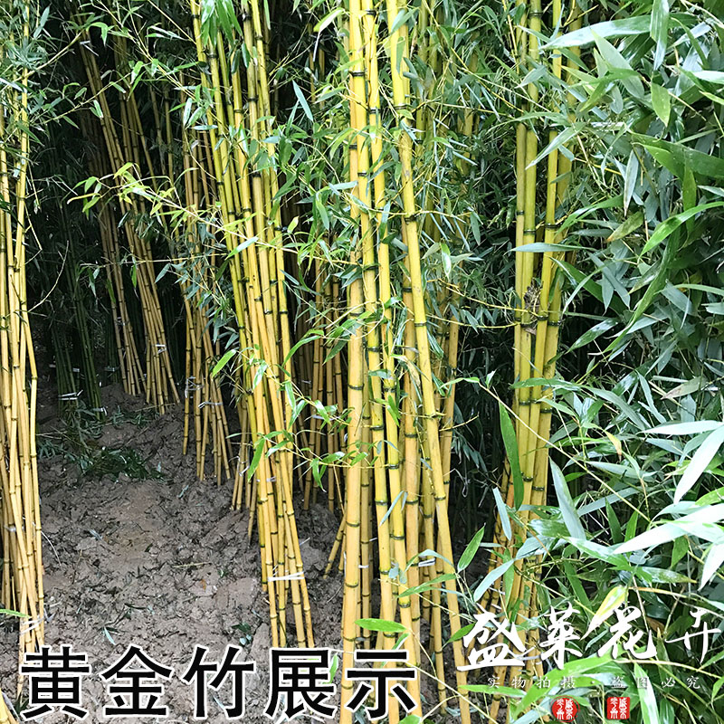 金竹苗庭院地栽室内盆栽金镶玉竹黄金竹四季长青耐热耐寒室内盆栽