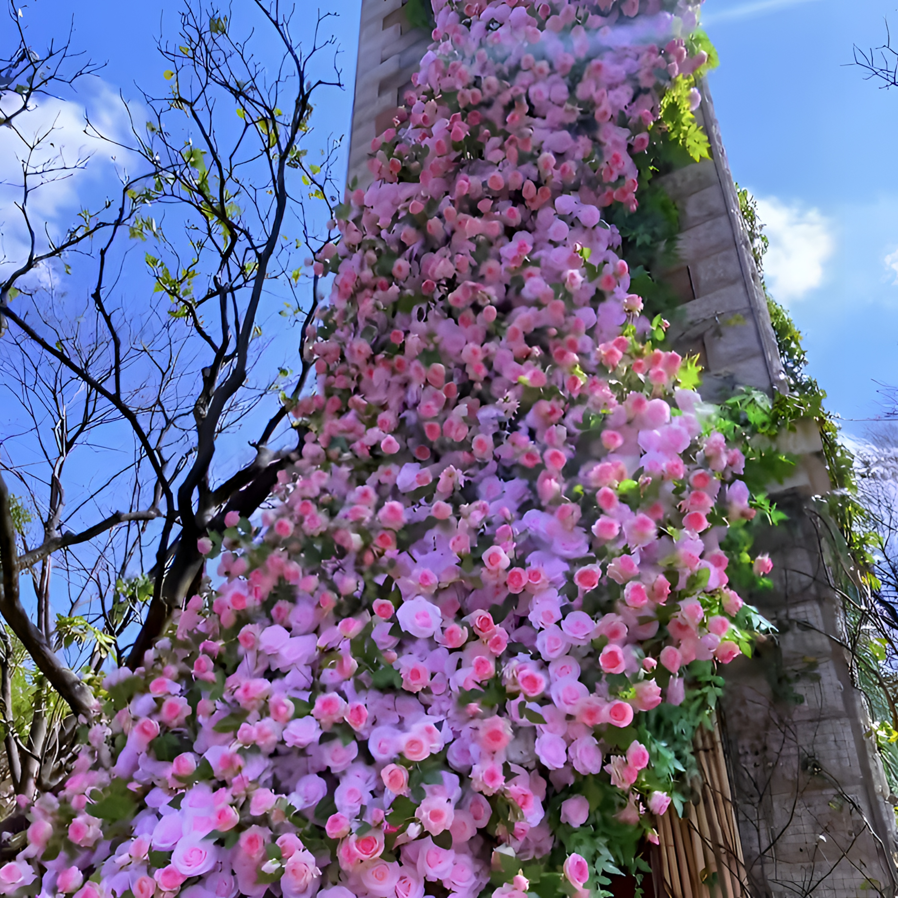 爬藤月季特大四季开花藤本月季蔷薇花苗爬藤庭院大花阳台花卉盆栽
