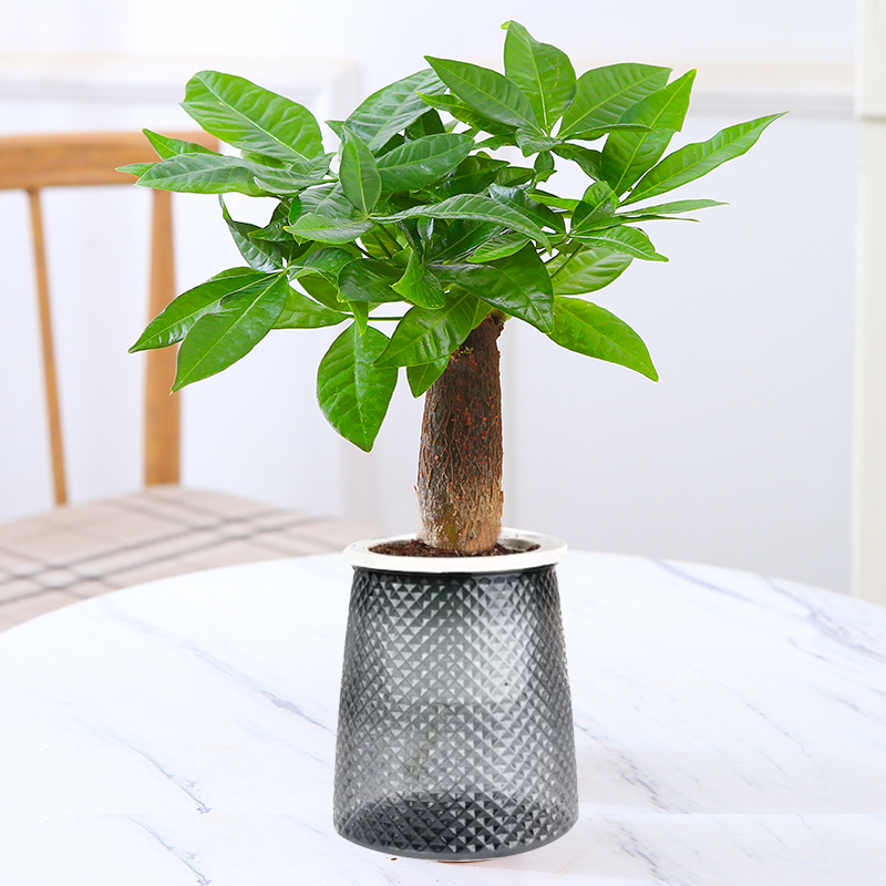 【花伴水】八方来财发财树室内小盆栽桌面绿植水培植物耐旱好养hbs