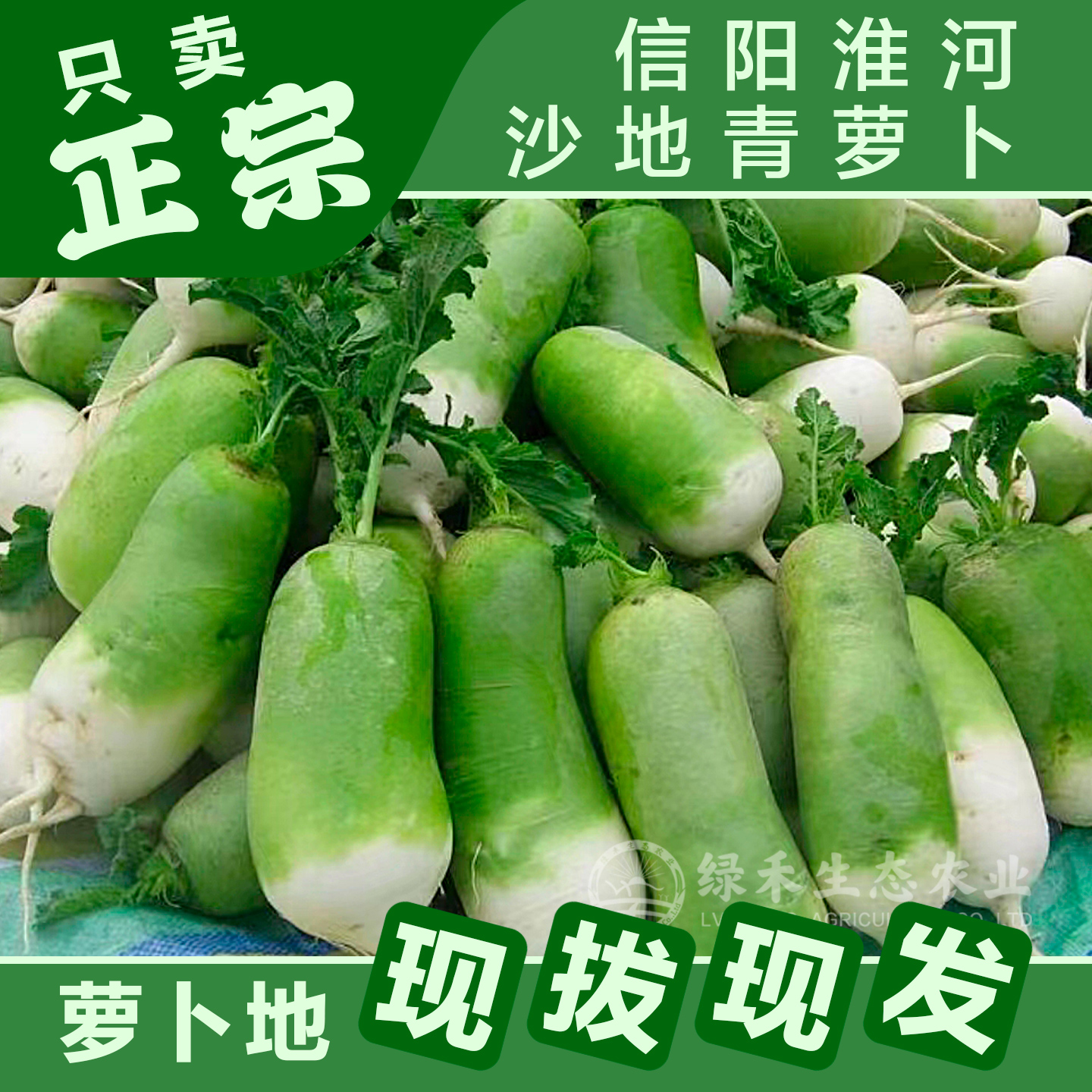 河南信阳淮河沙窝萝卜甘岸青头萝卜嫩头青淮河脆生吃脆甜极速发货