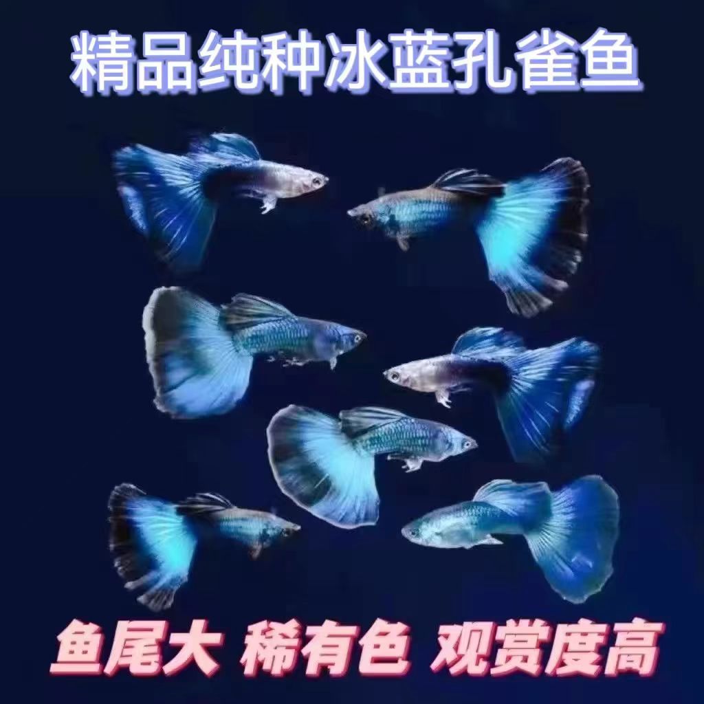 莫斯科纯种冰蓝孔雀鱼大尾巴小型观赏鱼孕母最适合新手白云金丝