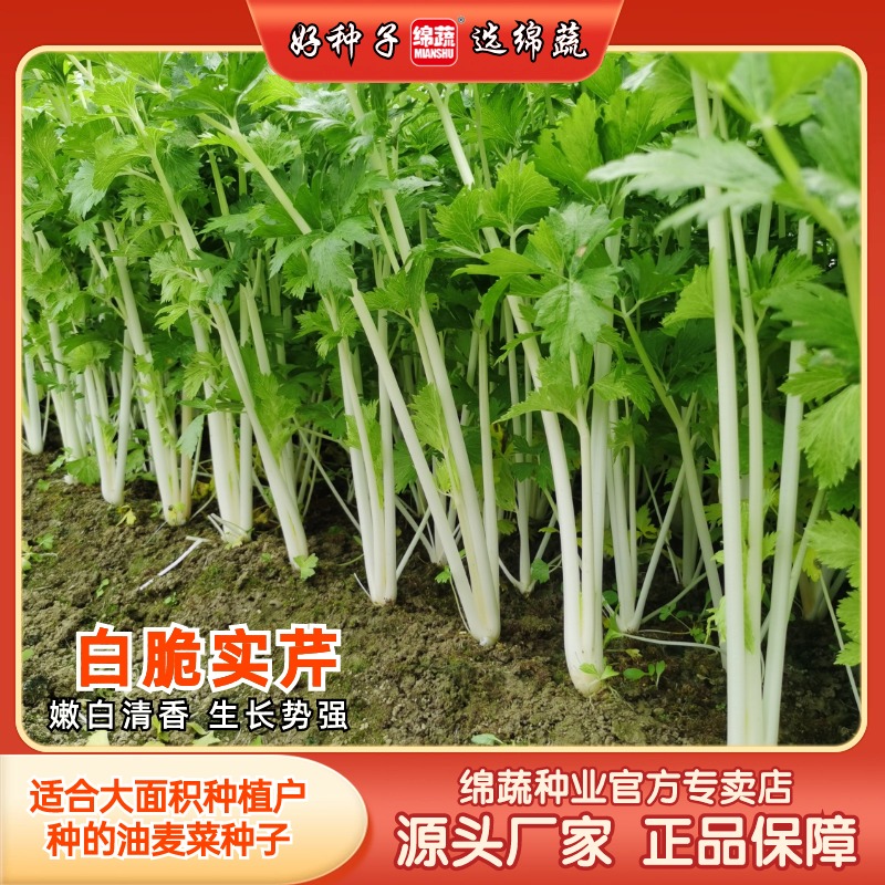 绵蔬【白脆实芹】四季芹菜白色实心芹小院阳台种植抗病适应生长
