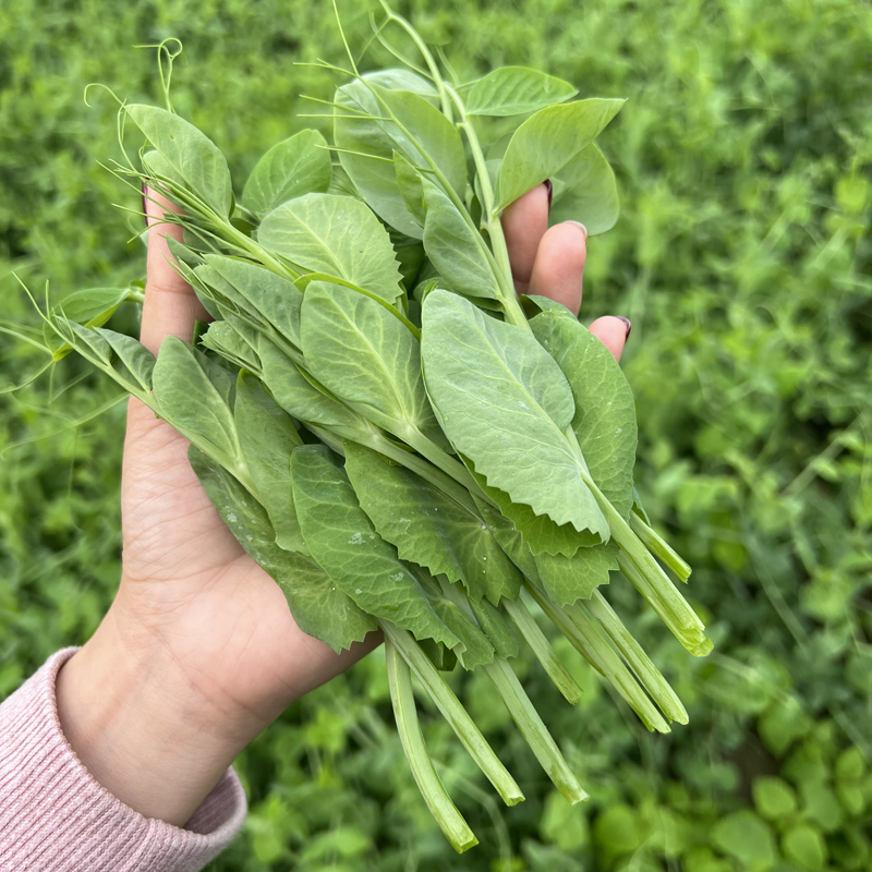 四川新鲜豌豆尖豌豆颠豌豆苗时令农家蔬菜现摘现发半/1/2/3/4斤