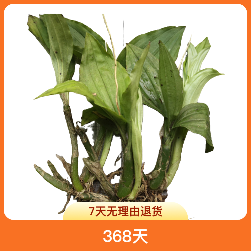 贵州山货新鲜见血清 泡水熬水见血青全株可以泡酒泡茶500克